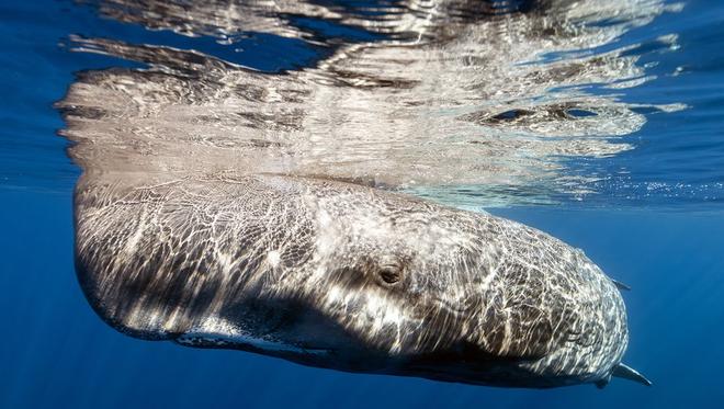 Baleine rorqual, cachalot, requin-pèlerin : ces géants des mers que vous pouvez voir en Méditerranée
