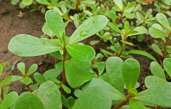 Le pourpier sauvage, une « mauvaise herbe » comestible