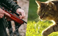 Chasseur VS chat : qui bousille vraiment la biodiversité ?