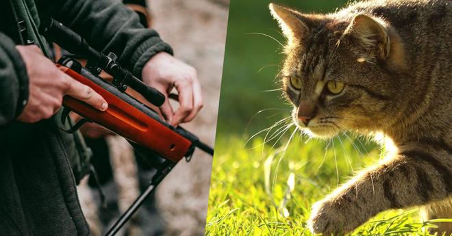 Chasseur VS chat : qui bousille vraiment la biodiversité ?