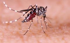 Chikungunya : les États-Unis suspendent le vaccin de Valneva