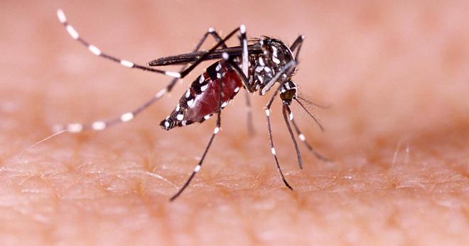 Chikungunya : les États-Unis suspendent le vaccin de Valneva