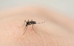 Epidémie record de chikungunya à La Réunion
