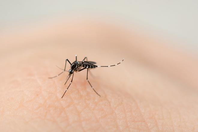 Epidémie record de chikungunya à La Réunion