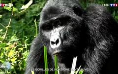 Gorilles de montagne : le combat de Dian Fossey a payé