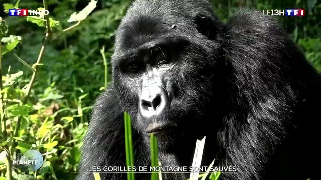 Gorilles de montagne : le combat de Dian Fossey a payé