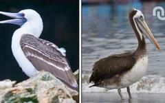 Au Pérou, cet empire pré-inca a bâti sa fortune sur des excréments d’oiseaux