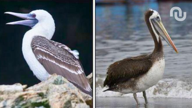 Au Pérou, cet empire pré-inca a bâti sa fortune sur des excréments d’oiseaux