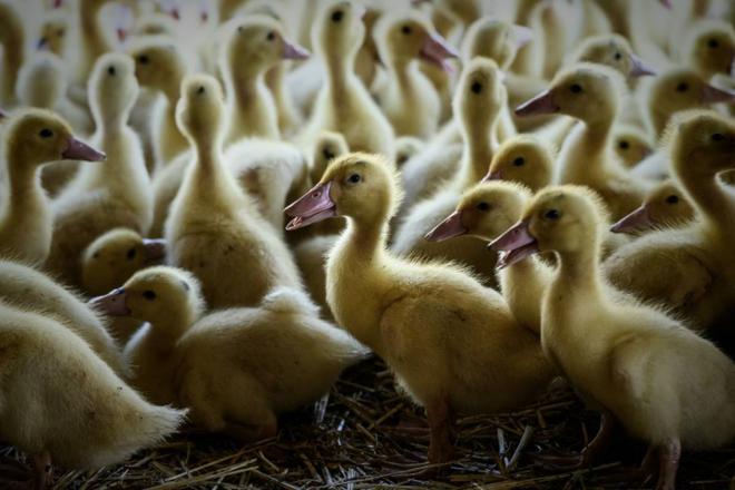 Grippe aviaire: une première contamination de canards d'élevage dans les Landes