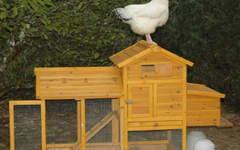 La vague verte nous submerge… Choyez vos poules, promues animaux de compagnie !