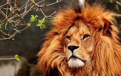 Covid-19: quatre lions du zoo de Barcelone testés positifs au virus