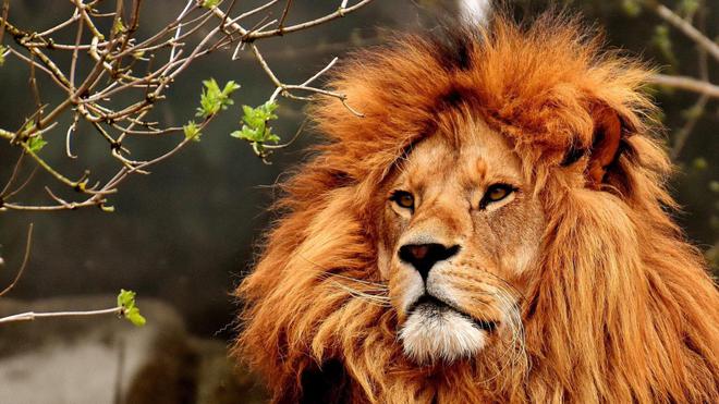 Covid-19: quatre lions du zoo de Barcelone testés positifs au virus