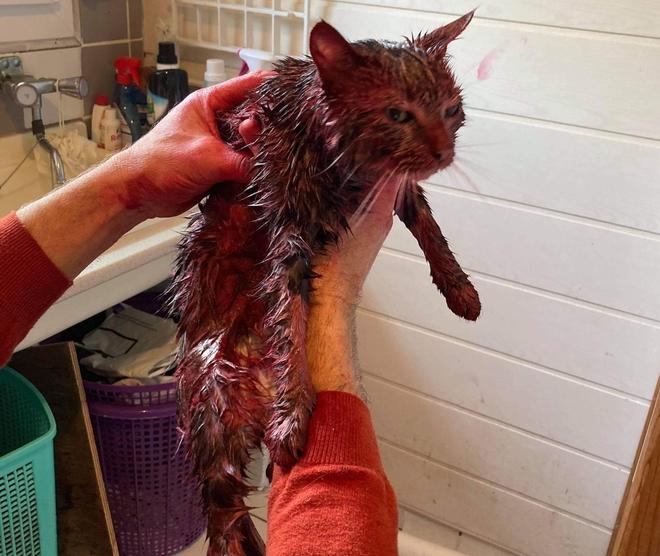 Cruauté envers un animal à Cherbourg : il retrouve son chat recouvert de peinture rouge