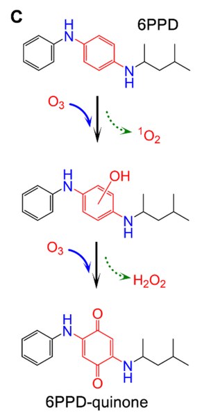 Retour sur la mortalité des saumons dans les rivières de l’Etat de Washington