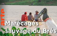 Brésil – La vie sauvage dans les marécages du Pantanal |  Voyages aux Amériques