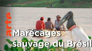 Brésil – La vie sauvage dans les marécages du Pantanal |  Voyages aux Amériques