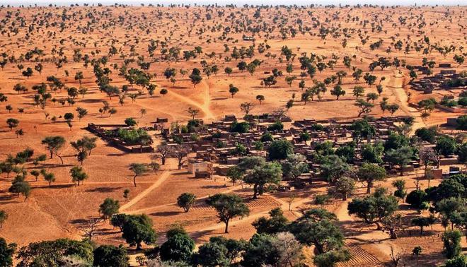 Une IA révèle l’exis­tence de plus d’1,8 milliard d’arbres dans le Sahara