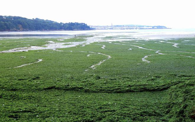 Bretagne : malgré les algues vertes, l’élevage industriel toujours soutenu par l’État !