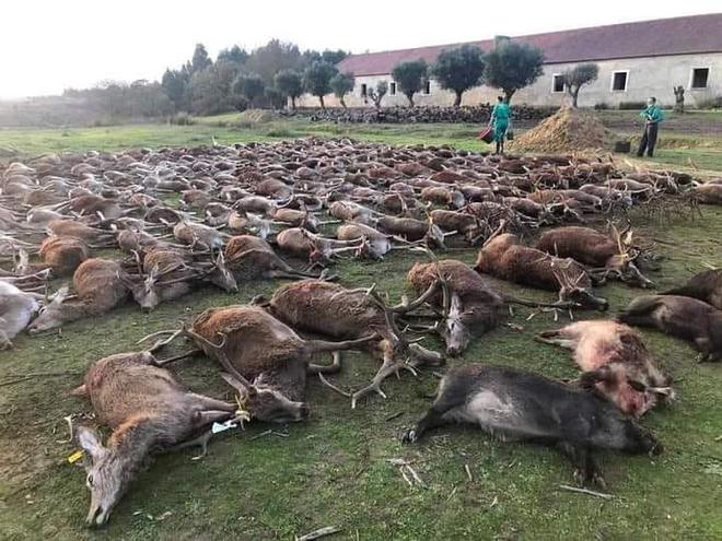 Des centaines d'animaux tués dans une partie de chasse, le Portugal indigné