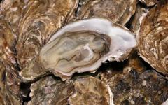 Les Sables-d’Olonne : des bons plans pour valoriser vos coquilles d’huîtres