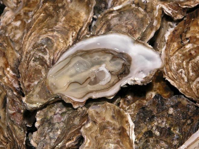 Les Sables-d’Olonne : des bons plans pour valoriser vos coquilles d’huîtres