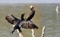 Le cormoran, «la bête noire» des étangs, protégé mais toujours chassé dans l’Oise