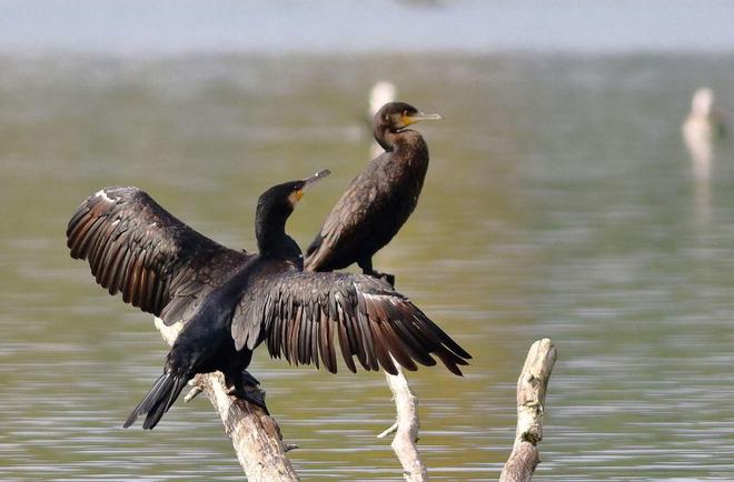 Le cormoran, «la bête noire» des étangs, protégé mais toujours chassé dans l’Oise