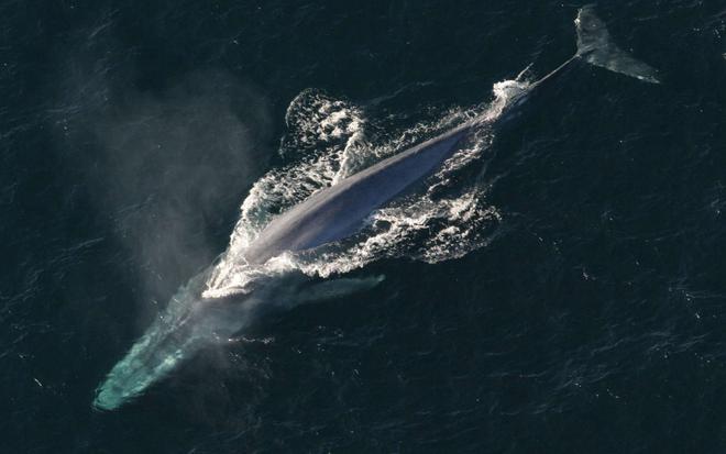 Après un long silence, les baleines font leur retour aux pôles