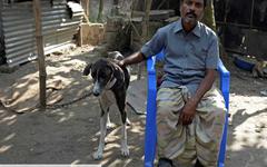 Le Sarail, chien de chasse du Bangladesh, une espèce canine à sauver