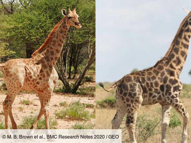 Deux girafes "naines" observées pour la première fois en Ouganda et en Namibie