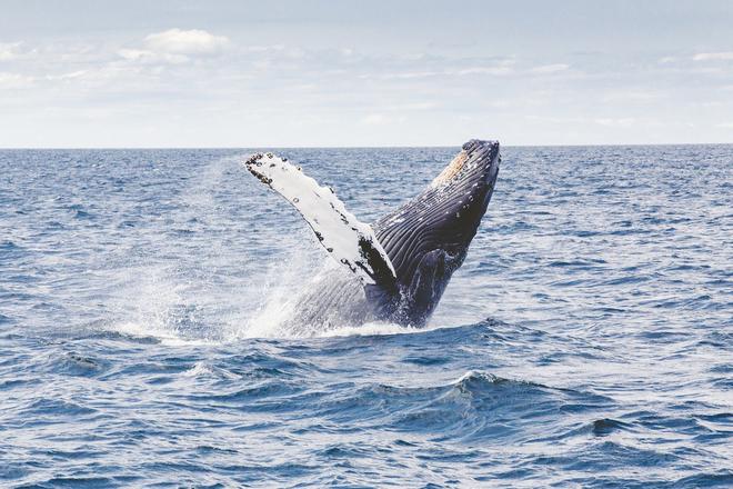 Une baleine est coincée dans des filets depuis près de deux semaines… les ONG s’inquiètent