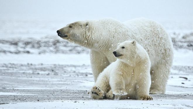 Le jour où l’administration Trump a mis aux enchères des parcelles protégées de l’Arctique