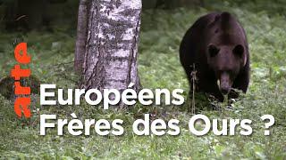 L’ours brun, respecté ou mal aimé en Europe ?
