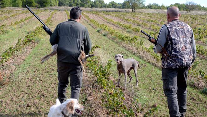 Pyrénées-Orientales : "L'avenir de la chasse au petit gibier est en danger"