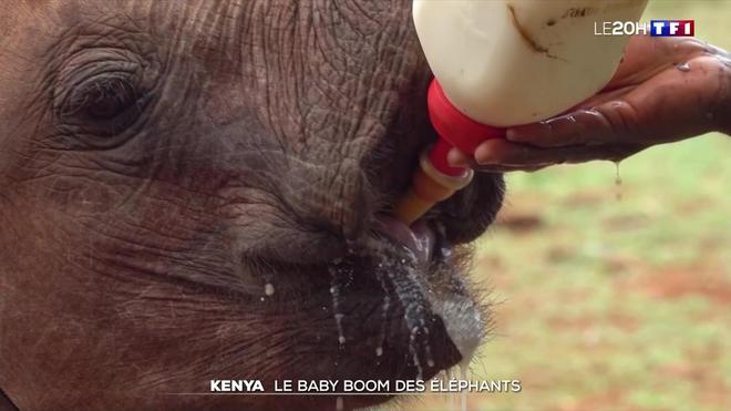 Le Kenya aux petits soins pour ses éléphants