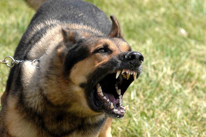A Angers, un chien tué avec un taser par la police après avoir mordu 4 personnes
