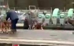 Un cerf, traqué par des chiens d’une chasse à courre, se réfugie en gare de Chantilly - Les militants anti-chasse réagissent vivement - VIDEO
