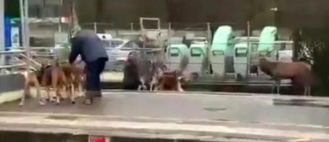 Un cerf, traqué par des chiens d’une chasse à courre, se réfugie en gare de Chantilly - Les militants anti-chasse réagissent vivement - VIDEO