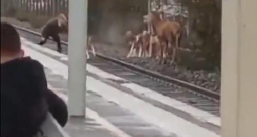 Traqué par des chasseurs, un cerf se réfugie sur les rails, la SNCF porte plainte