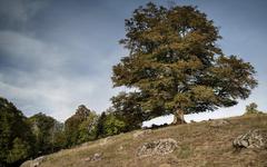 « L’arbre de l’année » est un hêtre majestueux situé dans le petit  village de Chavagnac dans le Cantal.