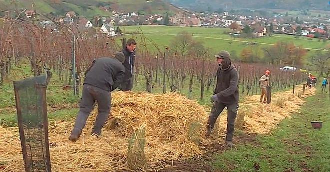 VIDÉO. Haut-Rhin : un viticulteur sacrifie deux rangées de vignes pour planter des haies