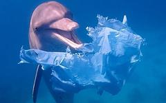 Étude : la pollution plastique assassine la faune marine. Comment y mettre fin ?