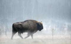 Bison, ours, chacal : en Europe, le retour progressif du sauvage
