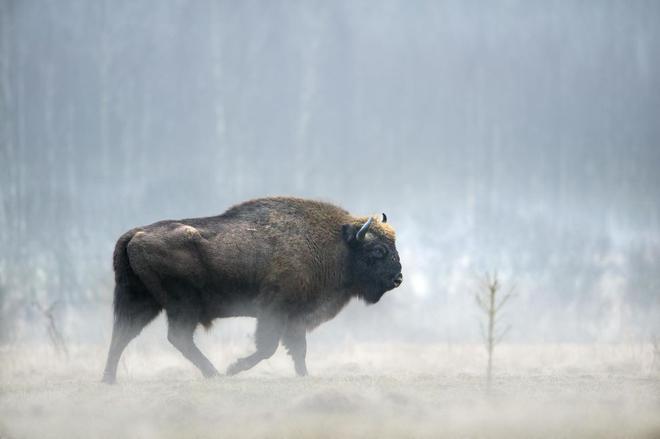 Bison, ours, chacal : en Europe, le retour progressif du sauvage