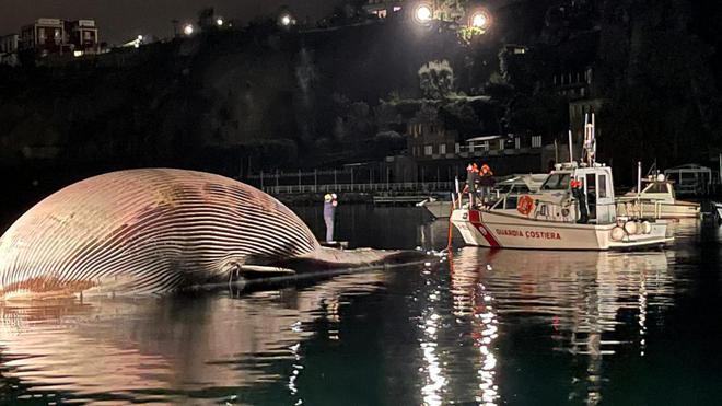 Italie : une énorme baleine découverte morte près de Naples