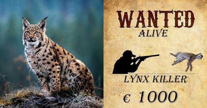 Lynx abattu : une récompense de 1000 euros pour retrouver l’auteur du tir