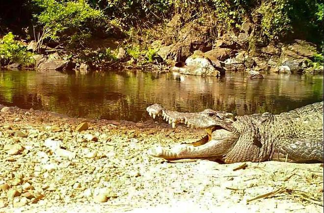 En danger d’extinction, un crocodile du Siam aperçu dans un parc de Thaïlande
