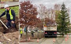 Le Port-du-Rhin se met au vert : 84 nouveaux arbres ont été plantés dans le quartier