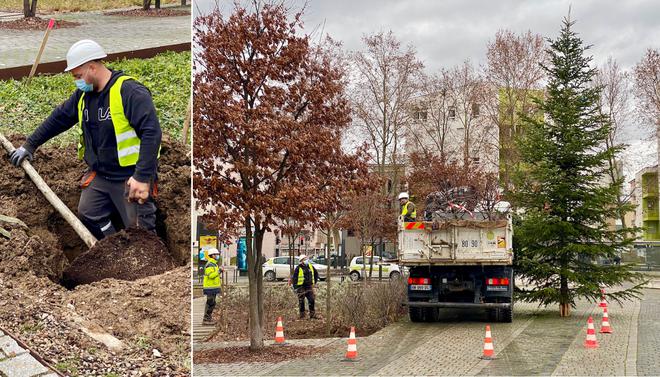 Le Port-du-Rhin se met au vert : 84 nouveaux arbres ont été plantés dans le quartier
