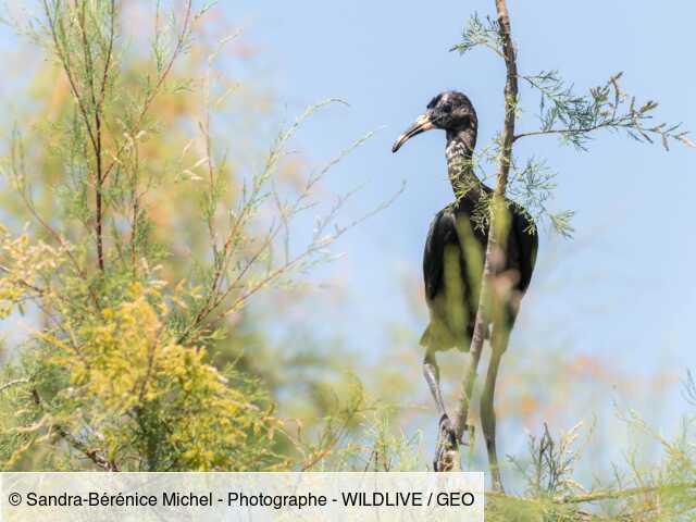 En Camargue, à la rencontre des ibis de la réserve du Scamandre